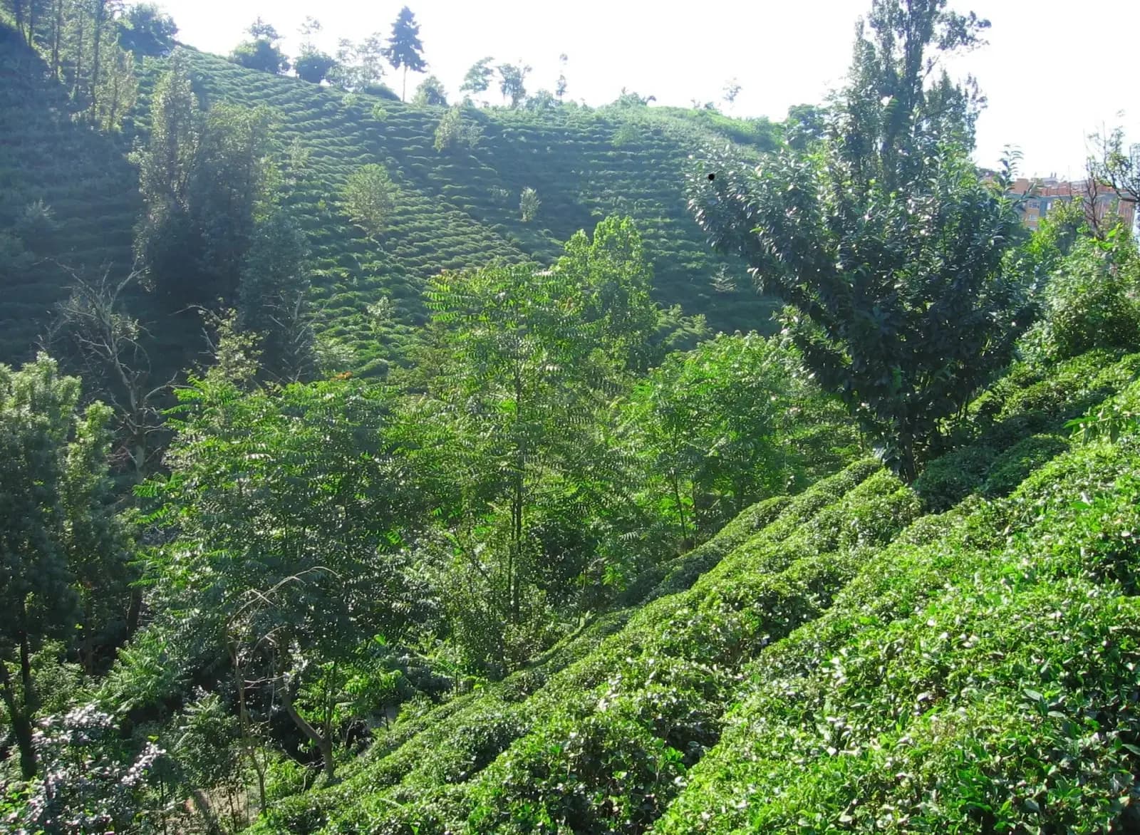 Rize'de sıra sıra budanmış çay bahçesi