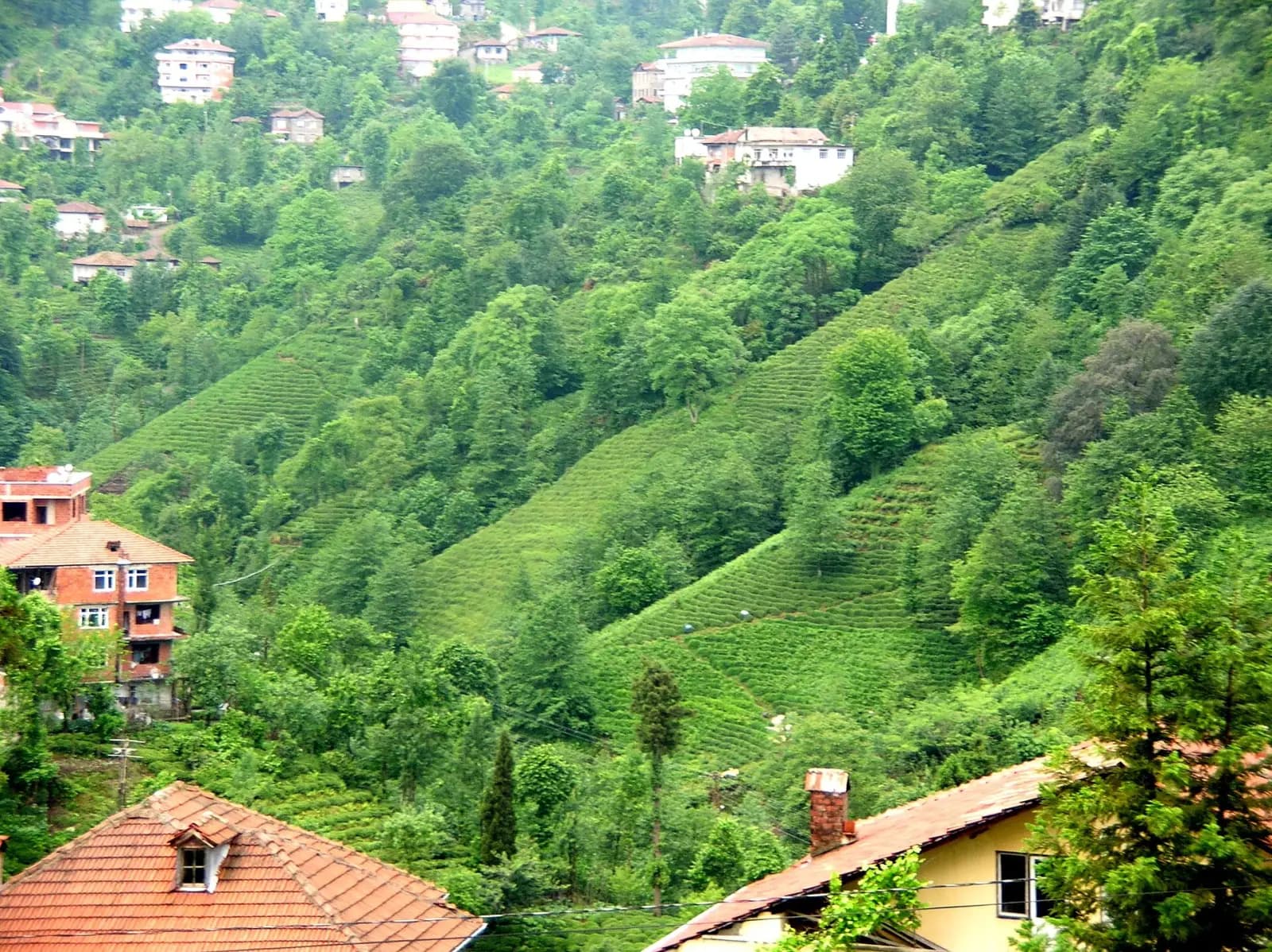 Rize'de evlerin arasında yamaçlara dikilmiş çay bahçeleri